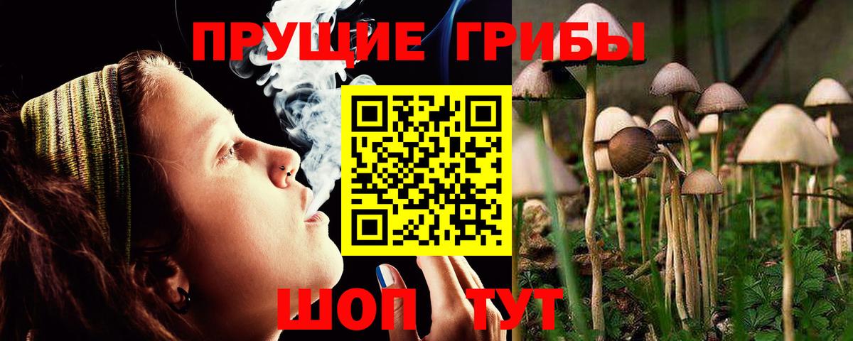 Урус-Мартан  Галлюциногенные грибы Psilocybine cubensis  Вход с VPN 